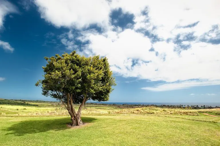 Área rural com árvores e pasto